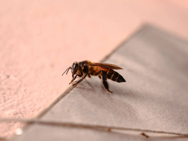 Bees in the Netherlands trained to detect COVID-19 infections Netherlands researchers have trained bees, which have an unusually keen sense of smell, to identify samples infected with COVID-19, it could cut waiting times for test results to just seconds. dog bee stock pictures, royalty-free photos & images