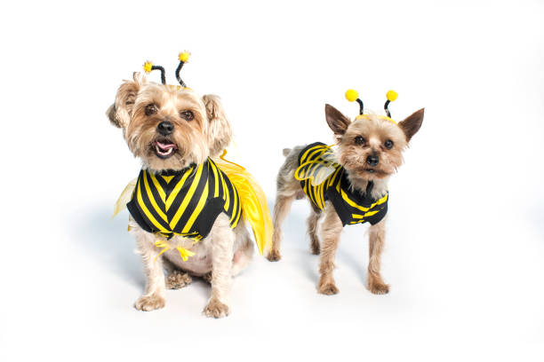 Yorkie Bee's 1 2 Yorkshire Terriers in a Bee costume. dog bee stock pictures, royalty-free photos & images