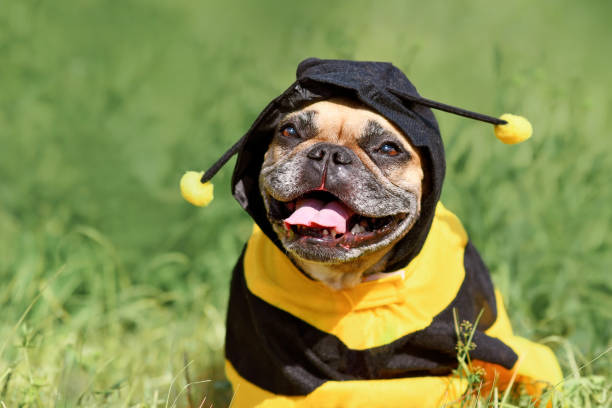 French Bulldog dog in poncho bee costume Cute happy French Bulldog dog in poncho bee costume dog bee stock pictures, royalty-free photos & images