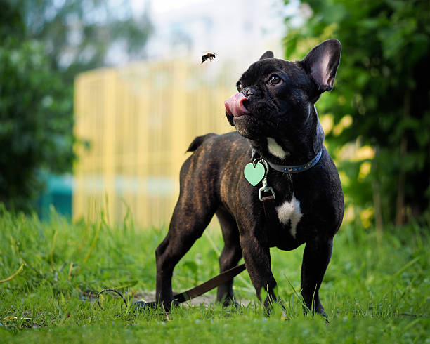 Funny dog catches Bumblebee language Funny dog catches Bumblebee language. Dog black French bulldog. Bumblebee flies. Summer, city, green grass. Dog collar, leash. Language pink dog bee stock pictures, royalty-free photos & images