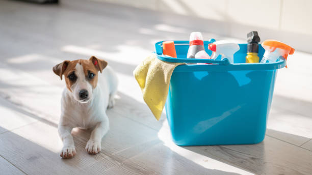 A smart, calm puppy lies next to a blue bucket of cleaning products in the kitchen. A set of detergents and a rag for home cleaning and a small dog on a wooden floor in the apartment. No people A smart, calm puppy lies next to a blue bucket of cleaning products in the kitchen. A set of detergents and a rag for home cleaning and a small dog on a wooden floor in the apartment. No people dog cleaning stock pictures, royalty-free photos & images
