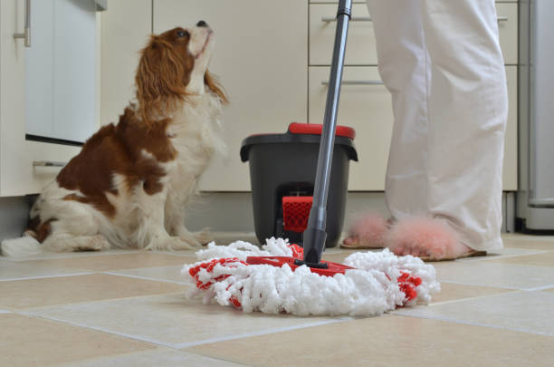 Mop and King Charles Spaniel in a kitchen Mop on a kitchen floor during a housework and a adorable dog - King Charles Spaniel - looking at her mummy in background dog cleaning stock pictures, royalty-free photos & images