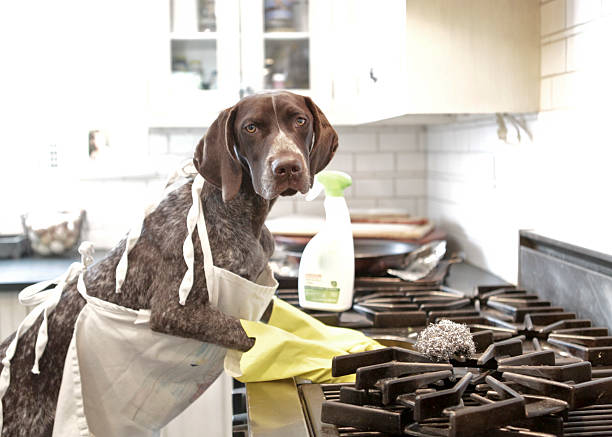 Dogs work is never done Twiglet cleans the stove top dog cleaning stock pictures, royalty-free photos & images