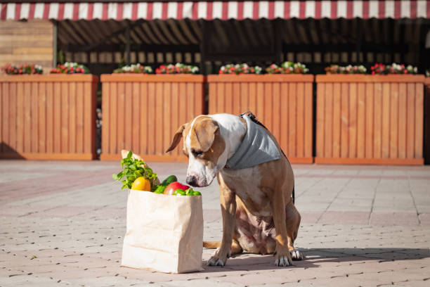 Funny dog and bag of groceries in front of market or local store. Cute staffordshire terrier puppy in bandana sits next to paper bag with greens and vegetables, shopping for food lifestyle concept. dog vegetables stock pictures, royalty-free photos & images
