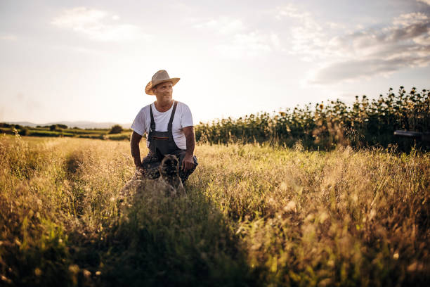 Senior farm worker on the wheat farm with his dog Senior farm worker on the wheat farm with his dog dog vegetables stock pictures, royalty-free photos & images