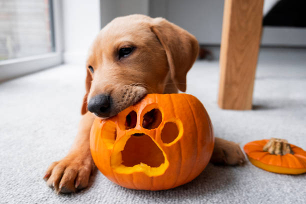 Cute Labrador Puppy With His Halloween Pumpkin A red fox Labrador Retriever puppy in his home with a Halloween pumpkin lantern with a paw print carved out of it. dog pumpkin stock pictures, royalty-free photos & images