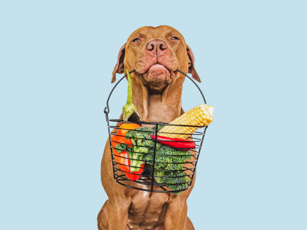 Lovable puppy and small basket of fresh vegetables Pretty, lovable brown puppy and small basket of fresh vegetables. Close-up, indoors. Studio photo. Pet care. Concept of delicious and healthy food dog vegetables stock pictures, royalty-free photos & images