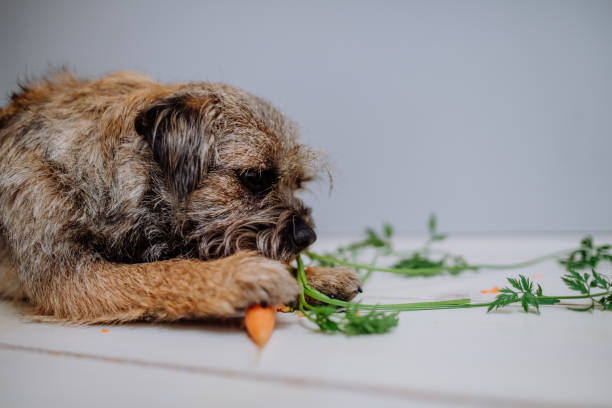 Dog eating carrot indoors on white background. A dog eating carrot indoors on white background. dog vegetables stock pictures, royalty-free photos & images
