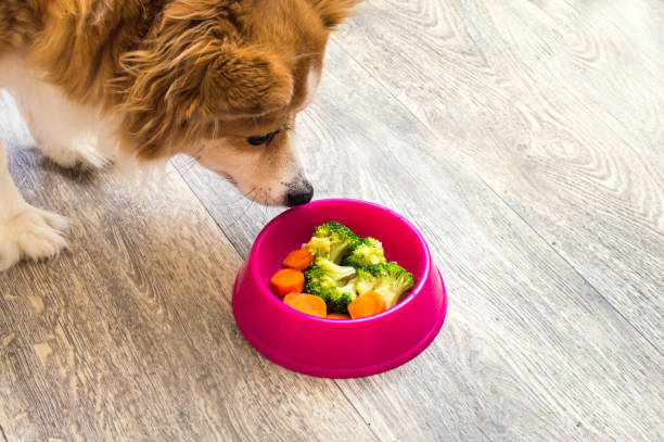Portrait of a ginger dog by a pink bowl with natural food. Dog food concept Portrait of a ginger dog by a pink bowl with natural food. Dog food concept dog plant eating stock pictures, royalty-free photos & images