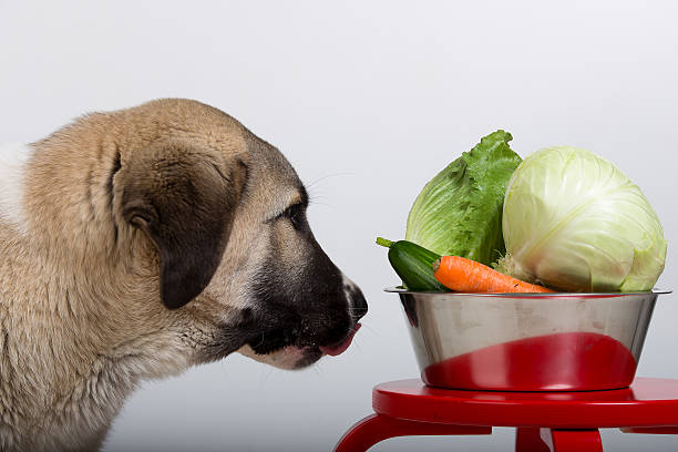 Healthy food Big puppy looks full of veg food bowl. dog fruit and vegetables stock pictures, royalty-free photos & images
