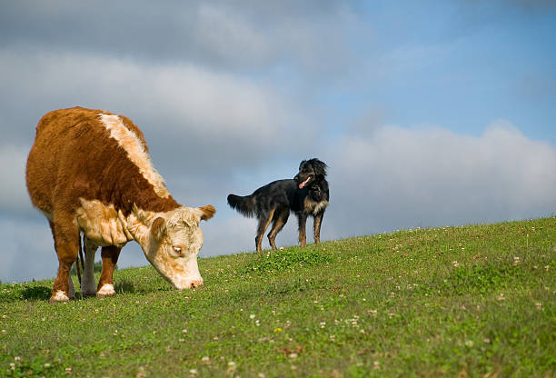 Hereford Cow & Dog on a Hill