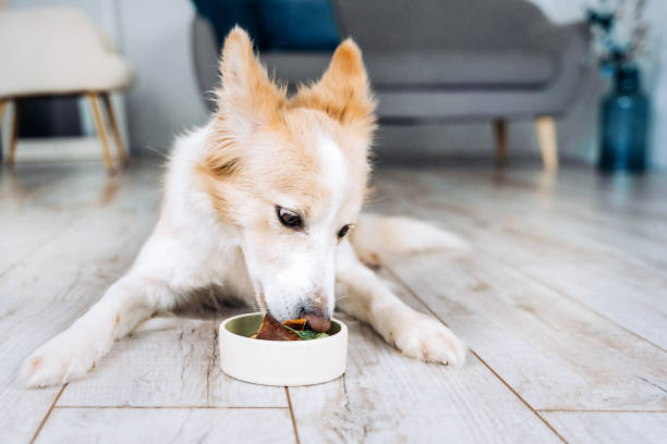 The border collie dog lies in the apartment and eats meat The border collie dog lies in the apartment and eats natural meat food. dog dog fresh food stock pictures, royalty-free photos & images