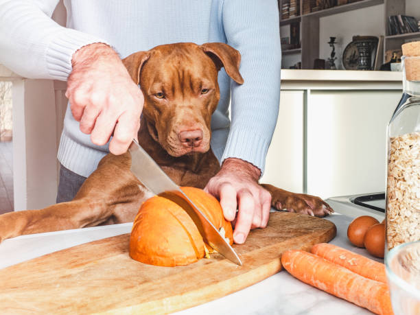 Adorable, pretty puppy and handsome man preparing a healthy breakfast Adorable, pretty puppy and handsome man preparing a healthy breakfast. Closeup, indoors. Day light, studio photo. Concept of care pet and healthy, delicious food dog dog fresh food stock pictures, royalty-free photos & images