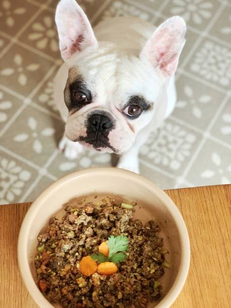 French Bulldog sitting next to homemade delicious dog food, waiting to eat Frenchie dog staring at her lamb meal on the table dog dog fresh food stock pictures, royalty-free photos & images
