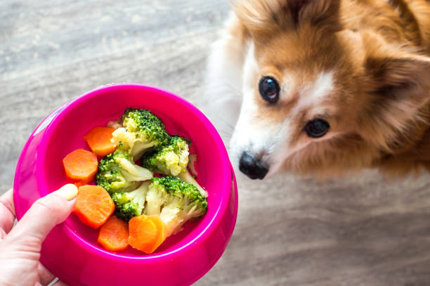 Hand of the owner with a bowl of vegetables for the dog close-up. Ginger dog soft focus Hand of the owner with a bowl of vegetables for the dog close-up. Ginger dog soft focus dog dog fresh food stock pictures, royalty-free photos & images