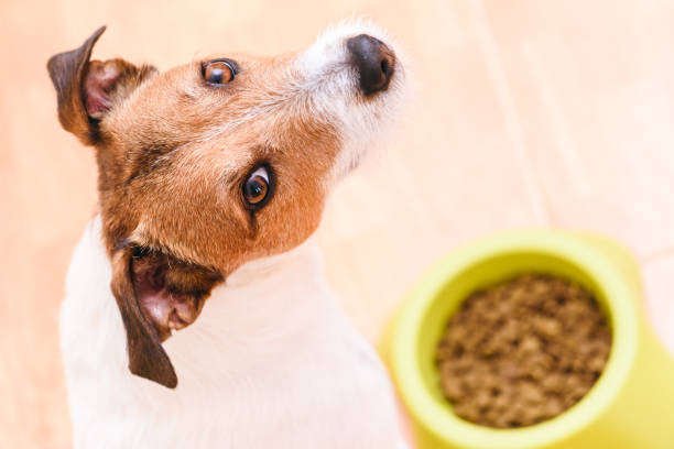 Dog eating pet dry kibble food from bowl looking into camera Jack Russell Terrier waiting to start eating his feed dog dog fresh food stock pictures, royalty-free photos & images