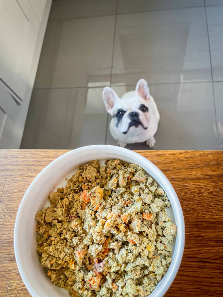 Healthy slow cooked homemade dog food French Bulldog looking at a bowl of dog food on kitchen counter. Focus on dog food. dog fresh cooked food stock pictures, royalty-free photos & images