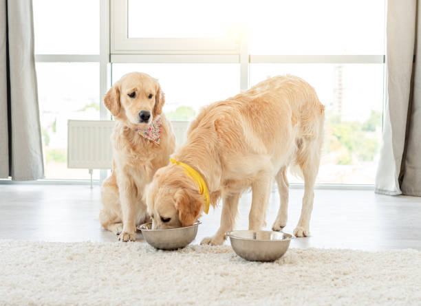 Golden retriever eating from another dog's bowl Golden retriever eating from another dog's bowl in light interior dog eating stock pictures, royalty-free photos & images