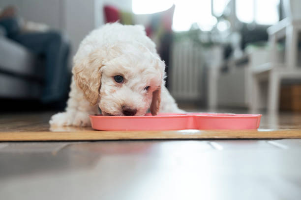 Cute Lagotto Romagnolo puppy eating Cute Lagotto Romagnolo  puppy eating puppies eating stock pictures, royalty-free photos & images