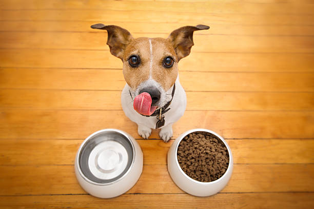 hungry dog bowl hungry  jack russell  dog behind food bowl and licking with tongue, isolated wood background at home and kitchen dog eating stock pictures, royalty-free photos & images