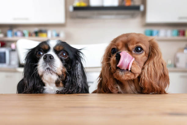 Two dogs behind the table Two dogs sitting behind the kitchen table waiting for food dog eating stock pictures, royalty-free photos & images