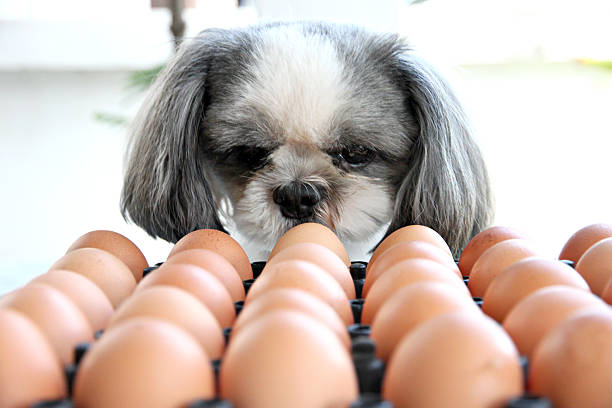 The Dog watching egg. The Dog watching egg and viewed with suspicion. dog protein stock pictures, royalty-free photos & images