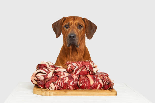Dog sitting by the table with very big pieces of raw beef meat. Natural healthy dog food. Dog sitting by the table with very big pieces of raw beef meat. Natural healthy dog food. dog protein stock pictures, royalty-free photos & images