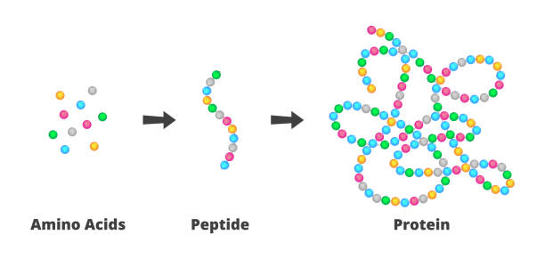 Structure of amino acids, peptides, and proteins. Peptides are short chains of more amino acids, proteins are long molecules made up of more polypeptides. Vector scientific illustration of the structure of amino acids, peptides, and proteins. Peptides are short chains of more amino acids, proteins are long molecules made up of more polypeptides. The scheme is isolated on a white background. protein stock illustrations