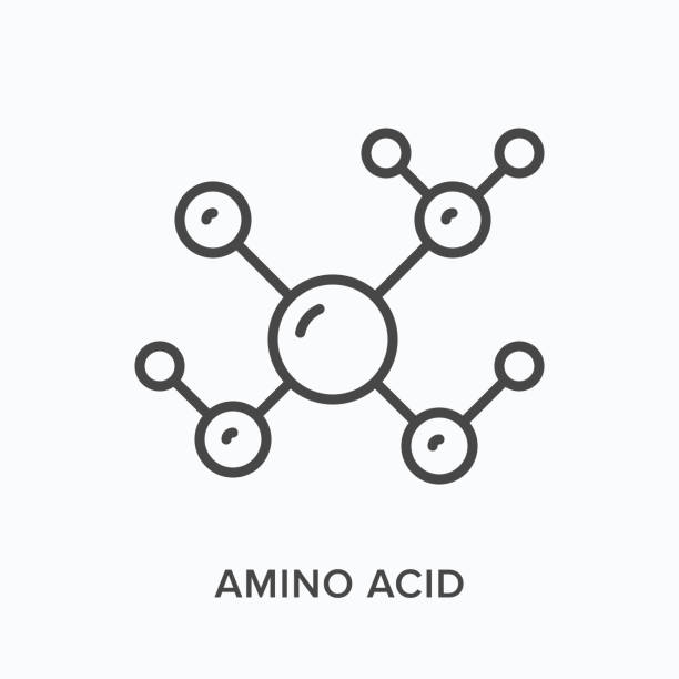 Amino acid flat line icon. Vector outline illustration of structural formula. Black thin linear pictogram for molecule Amino acid flat line icon. Vector outline illustration of structural formula. Black thin linear pictogram for molecule. amino acids stock illustrations