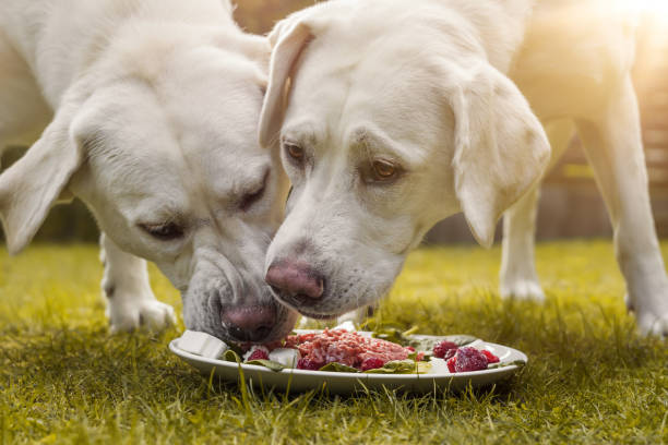 young cute white hungry labrador retriever dogs puppies eating some meat dog food from plate in garden young cute white hungry labrador retriever dogs puppies eating some raw meat dog protein stock pictures, royalty-free photos & images