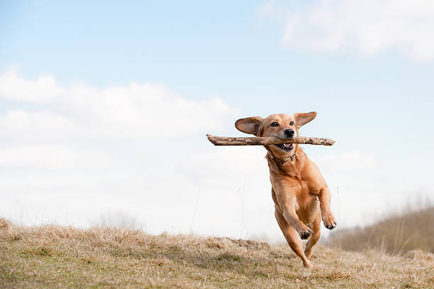 Dog running across grass field with branch in mouth brown dog retrieving a stick dog energy stock pictures, royalty-free photos & images