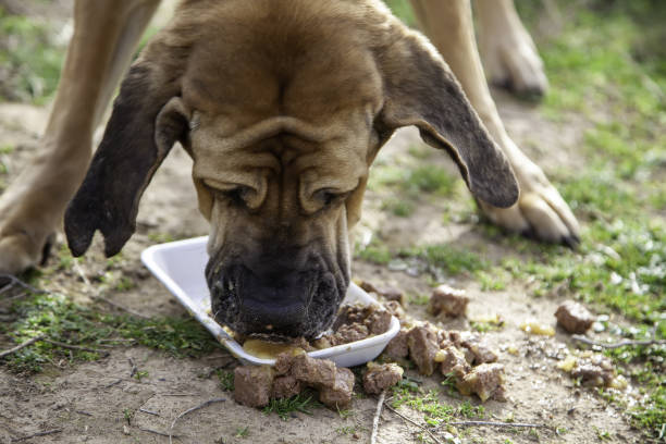 Dog  hound eating Brazilian fila dog eating in field, game animals, pets mastiff eating stock pictures, royalty-free photos & images