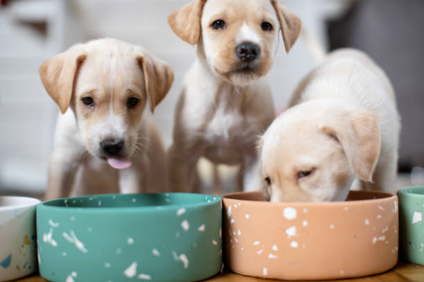 Cute puppies eating from their bowls Cute Labrador baby dogs eating from their bowl. Puppies are beautiful and white. dog eating stock pictures, royalty-free photos & images