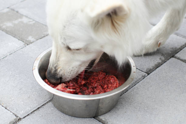 Raw meat for dog Feeding dog with a healthy raw meat food diet. dog eating raw stock pictures, royalty-free photos & images