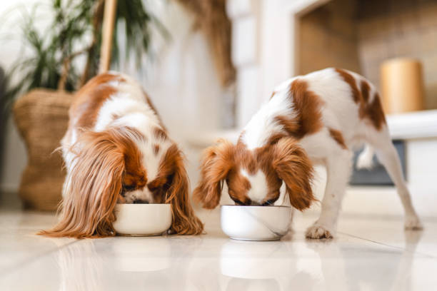 Two Cavalier King Charles Spaniel Eating Two Cavalier King Charles Spaniel Eating dog eating stock pictures, royalty-free photos & images