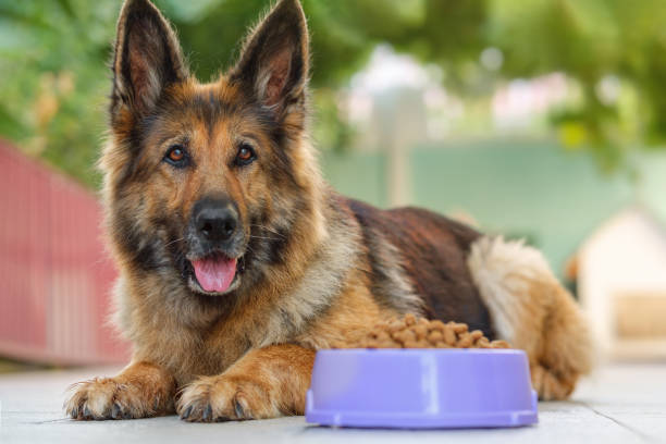 German Shepherd dog lying next to a bowl with kibble dog food, looking at the camera. Close up. German Shepherd dog lying next to a bowl with kibble dog food, looking at the camera. Close up. dog food stock pictures, royalty-free photos & images