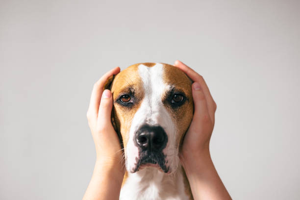 Portrait of a dog with ears covered up with human hands. Scared, frightened pets on holidays and July 4th dog anxiety stock pictures, royalty-free photos & images