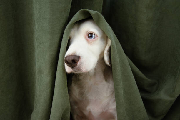 Scared or afraid puppy dog wrapped with a green curtain. Scared or afraid puppy dog wrapped with a green curtain. dog anxiety stock pictures, royalty-free photos & images