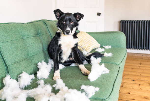 Naughty but cute puppy A border collie trying not to look guilty after tearing the stuffing of of a cushion. dog anxiety stock pictures, royalty-free photos & images