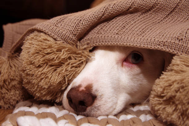 SICK OR SCARED DOG COVERED WITH A WARM  TASSEL BLANKET SICK OR SCARED DOG COVERED WITH A WARM  TASSEL BLANKET dog anxiety stock pictures, royalty-free photos & images