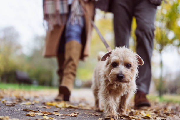 Candid portrait of terrier walking outdoors with family Surface level view with focus on foreground dog looking at camera with couple holding leash in background as they enjoy exercise amidst fall leaves. dog walk stock pictures, royalty-free photos & images