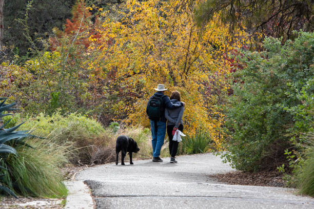 Walking together at the arboretum of UC Davis Davis, California. A couple and a dog walk among the fall colors  of the UC Davis arboretum  path dog walk stock pictures, royalty-free photos & images