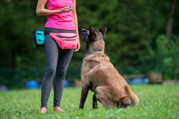 Dog trainer with a belgian malinois Dog trainer with a belgian malinois sitting in front of her looking and listening to her attentively. dog trainer stock pictures, royalty-free photos & images