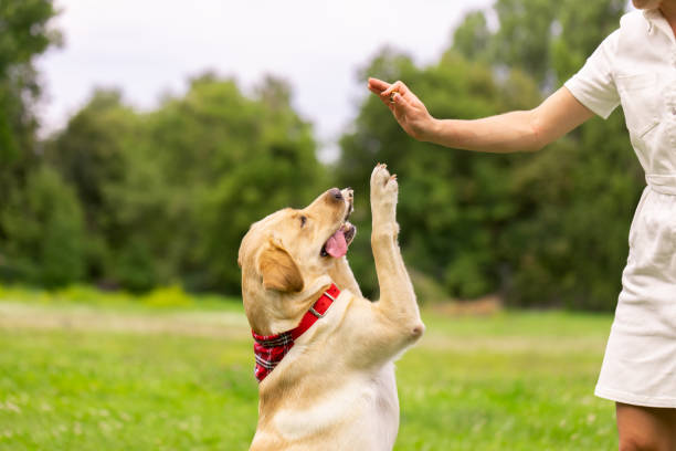 a young girl gives a treat to a labrador dog in the park. dog training concept a young girl gives a treat to a labrador dog in the park. dog training concept dog treat stock pictures, royalty-free photos & images