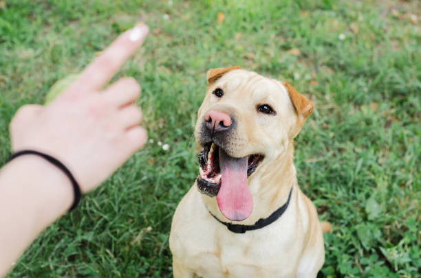 Women's or owner's hand trained dog Women's or owner's hand trained dog, closeup dog trainer stock pictures, royalty-free photos & images
