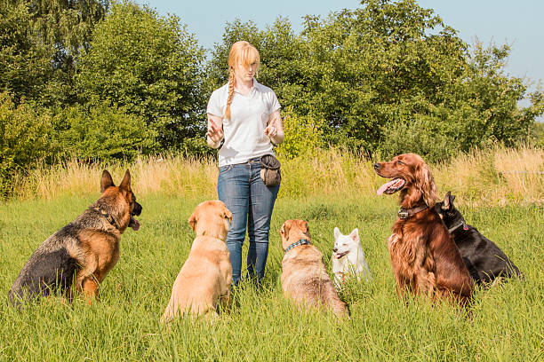 Dog trainer teaching dogs A group of dogs listen to the commands of the dog trainer dog trainer stock pictures, royalty-free photos & images