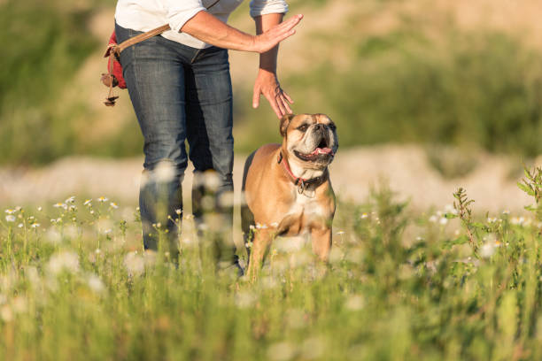 Continental Bulldog and his handler. Joint training in a meadow. Signals and hand signals Obedient Continental Bulldog and his handler. Joint training in a meadow. Signals and hand signals dog trainer stock pictures, royalty-free photos & images