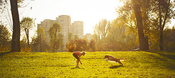 Young women playing with her dog Golden retriever in the park playing with owner dog trainer stock pictures, royalty-free photos & images