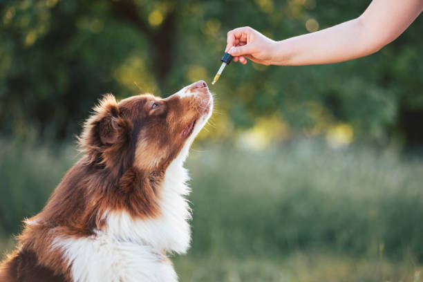 Hand giving dog CBD oil Hand giving dog CBD oil by licking a dropper pipette, Oral administration of hemp oil for pet health problems. essential oil dog stock pictures, royalty-free photos & images