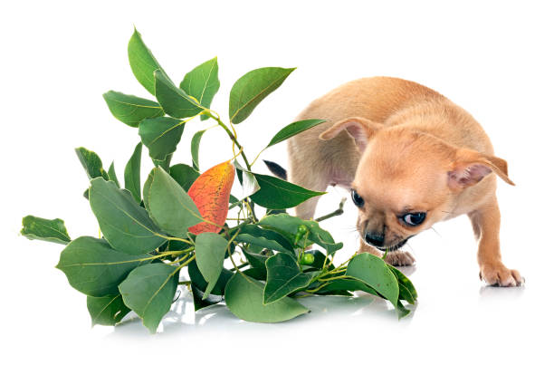 chihuahua in studio little chihuahua in front of white background essential oil dog stock pictures, royalty-free photos & images